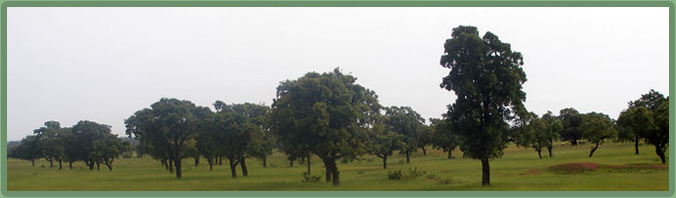 Tree Landscape Photo